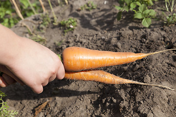 Image showing Carrots on the ground 