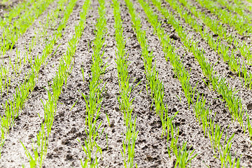 Image showing agriculture  grass grows