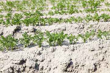 Image showing green carrot field  