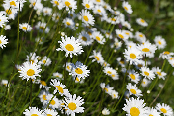 Image showing white daisy , spring