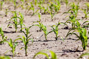 Image showing young sprout of corn 
