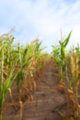 Image showing Green immature corn 