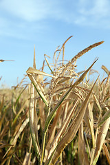 Image showing Field with corn  