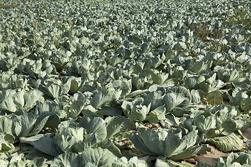 Image showing Field with cabbage, summer  