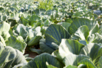 Image showing Field with cabbage, summer 
