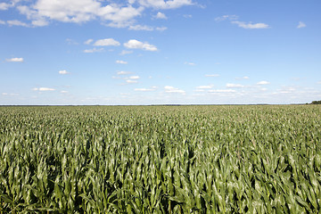 Image showing corn field, agriculture  