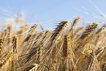 Image showing ripe yellow cereals  
