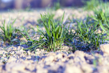 Image showing green wheat, close-up  