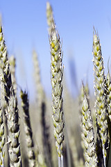 Image showing unripe ears of wheat  