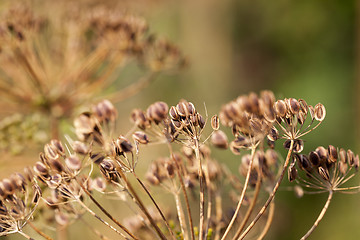 Image showing mature dill close-up  