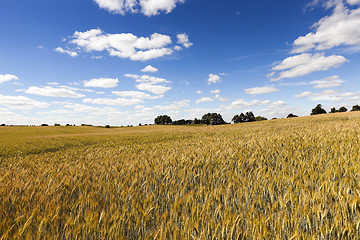 Image showing farm field cereals  