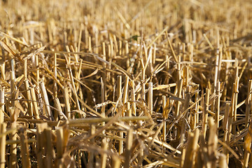 Image showing farm field cereals 