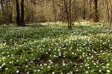 Image showing trees in spring  