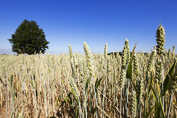 Image showing wheat field, tree 