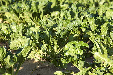 Image showing beetroot in field  