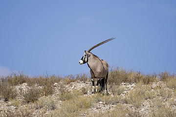 Image showing Lone Gemsbok