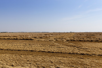 Image showing agricultural field with cereal  