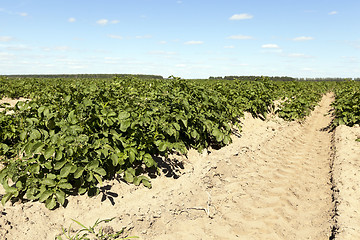 Image showing Field with potato  