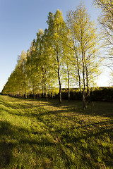 Image showing trees in spring  