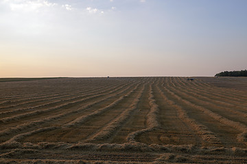 Image showing harvesting wheat, cereals  