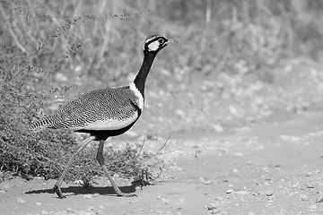 Image showing Male Korhaan