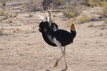 Image showing Dance of Love