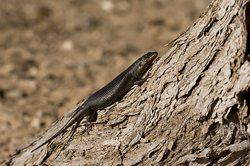 Image showing Kalahari Lizard