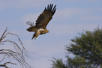 Image showing Booted Eagle in Flight