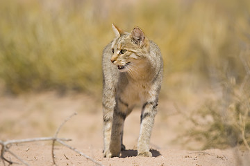 Image showing African Wild Cat