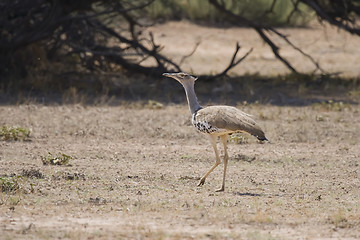 Image showing Kori Bustard