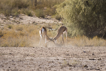 Image showing Fighting Springbok