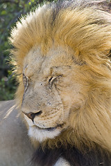 Image showing Lion