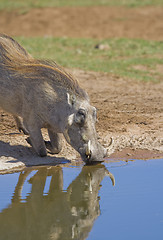 Image showing Thirsty warthog