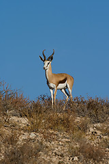 Image showing Springbok