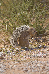 Image showing Cape Ground Squirrel