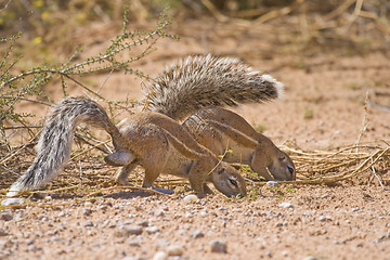 Image showing Foraging ground squirrels