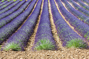 Image showing Lavander field