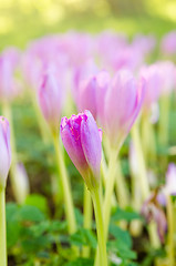 Image showing Pink blossoming crocuses in the garden, close up