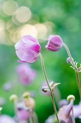 Image showing Pink flower Japanese anemone, close-up