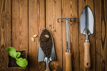 Image showing Still-life with sprouts and the garden tool, the top view