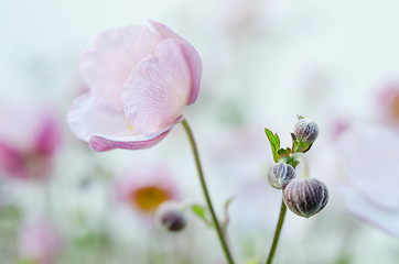 Image showing Pale pink flower Japanese anemone