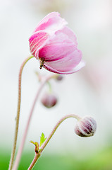 Image showing Pale pink flower Japanese anemone, close-up