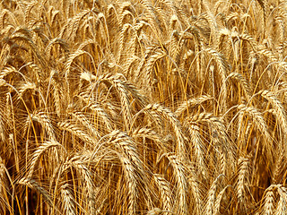 Image showing field of wheat