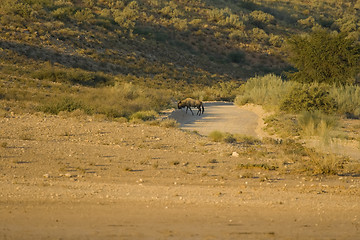 Image showing Wildebeest scene