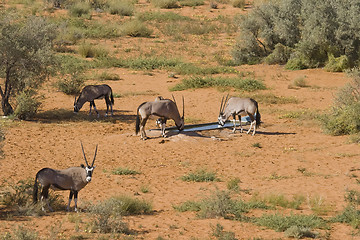 Image showing Gemsbok Lunch Time