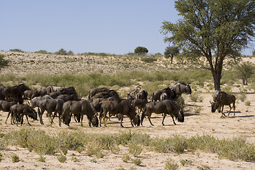 Image showing Wildebeest Lunchtime