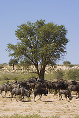 Image showing Wildebeest Lunchtime