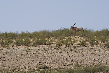 Image showing Gemsbok Ridge