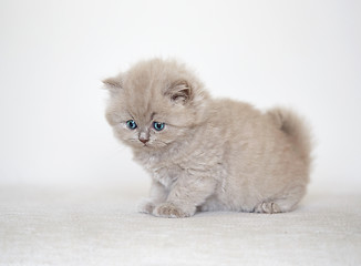 Image showing small kitten on white sofa