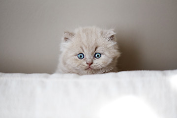 Image showing portrait of british kitten